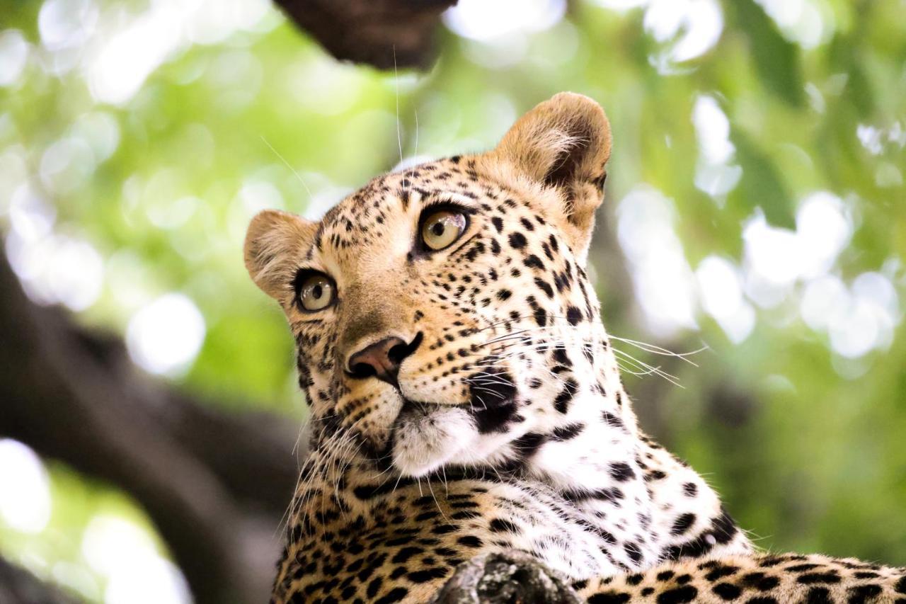 Karongwe Portfolio - Becks Safari Lodge Karongwe Game Reserve Dış mekan fotoğraf
