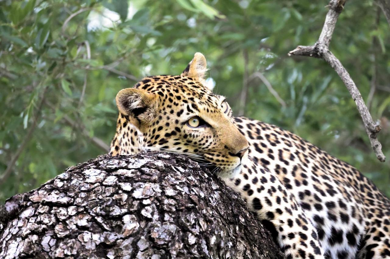 Karongwe Portfolio - Becks Safari Lodge Karongwe Game Reserve Dış mekan fotoğraf
