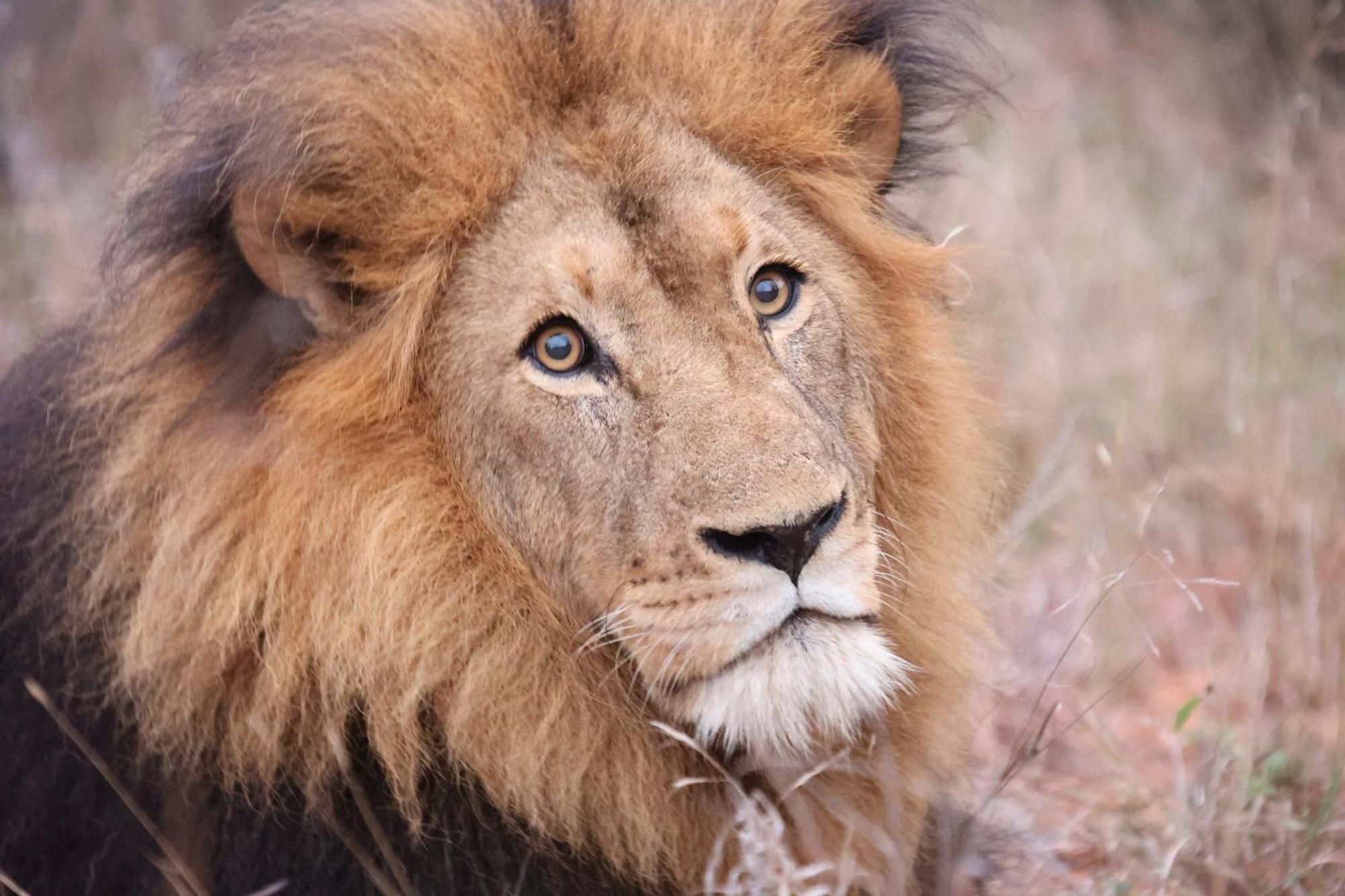 Karongwe Portfolio - Becks Safari Lodge Karongwe Game Reserve Dış mekan fotoğraf