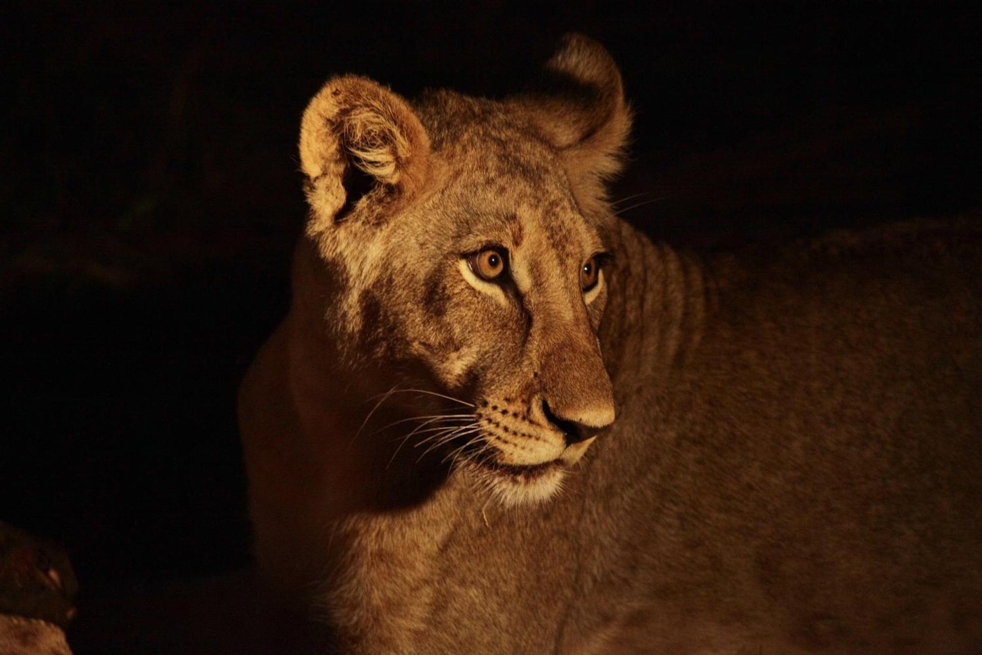 Karongwe Portfolio - Becks Safari Lodge Karongwe Game Reserve Dış mekan fotoğraf