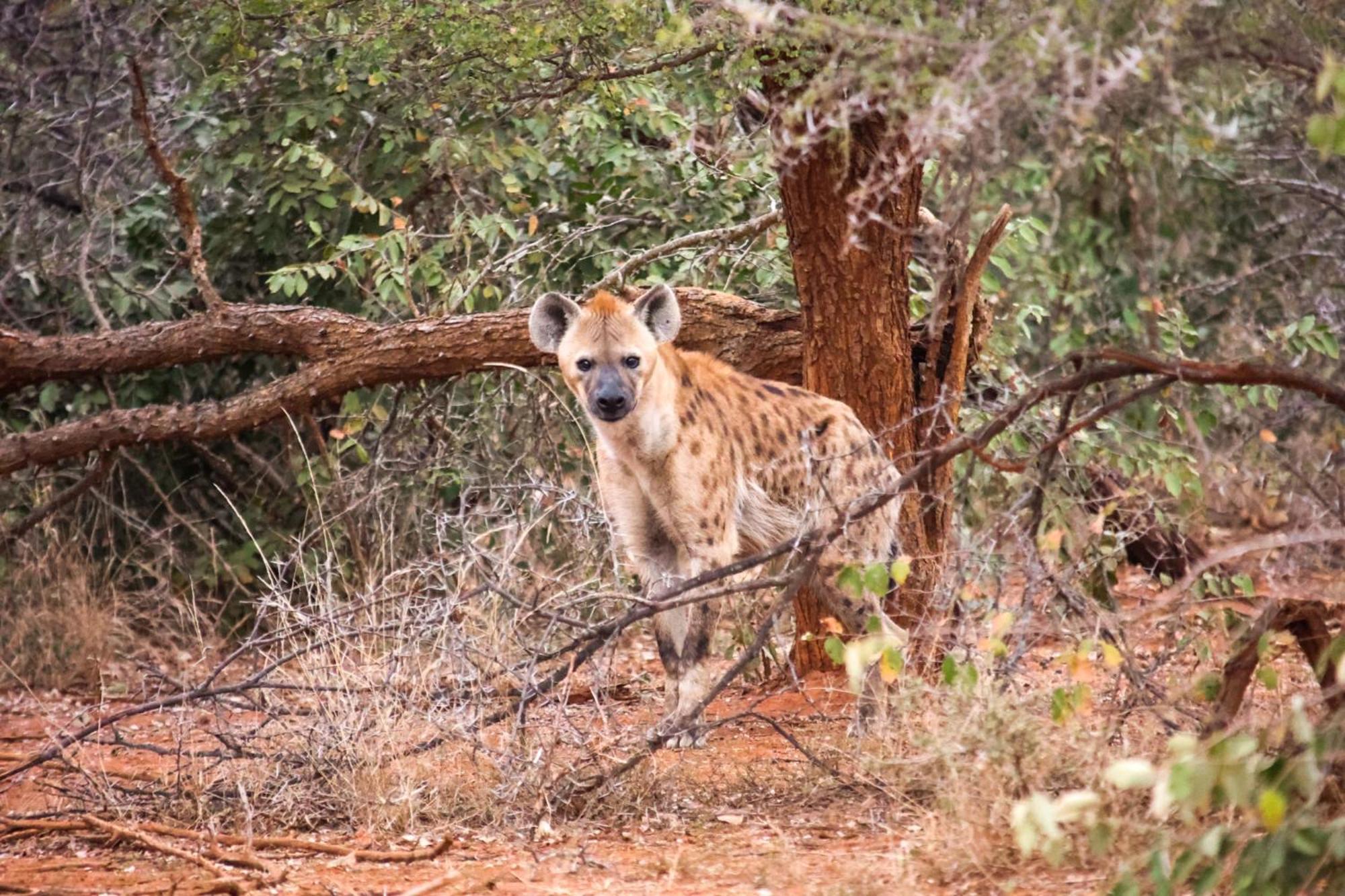 Karongwe Portfolio - Becks Safari Lodge Karongwe Game Reserve Dış mekan fotoğraf