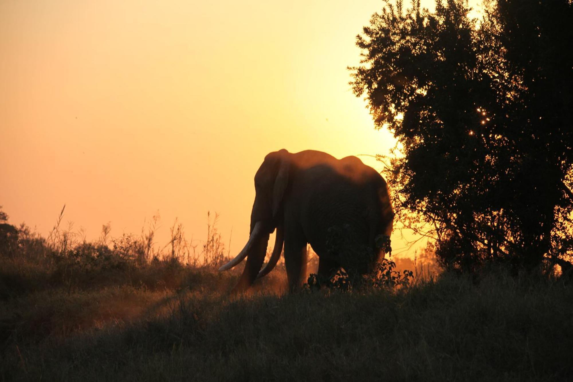 Karongwe Portfolio - Becks Safari Lodge Karongwe Game Reserve Dış mekan fotoğraf