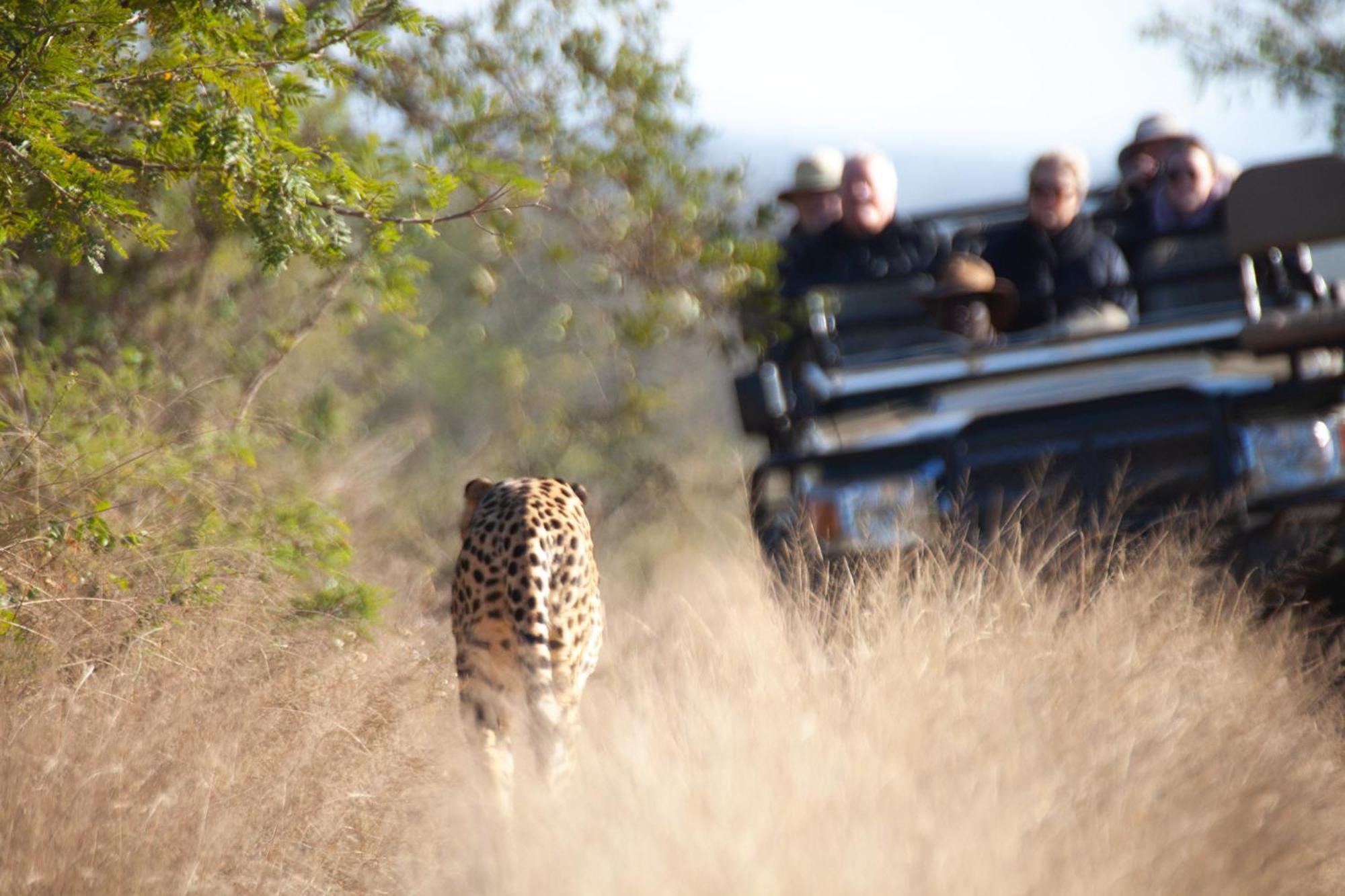 Karongwe Portfolio - Becks Safari Lodge Karongwe Game Reserve Dış mekan fotoğraf
