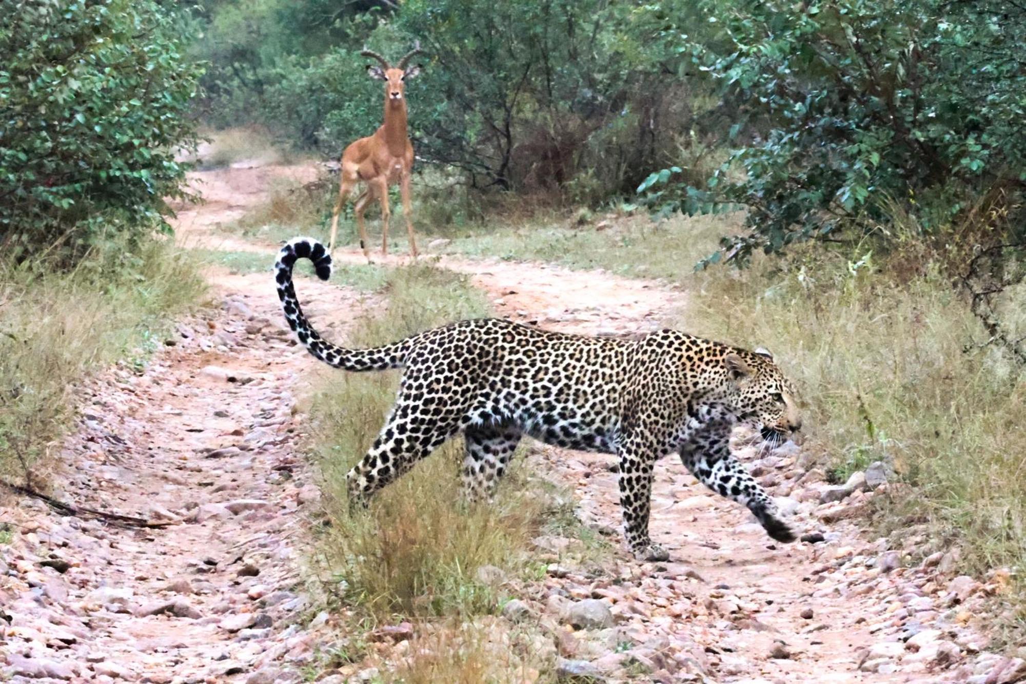 Karongwe Portfolio - Becks Safari Lodge Karongwe Game Reserve Dış mekan fotoğraf