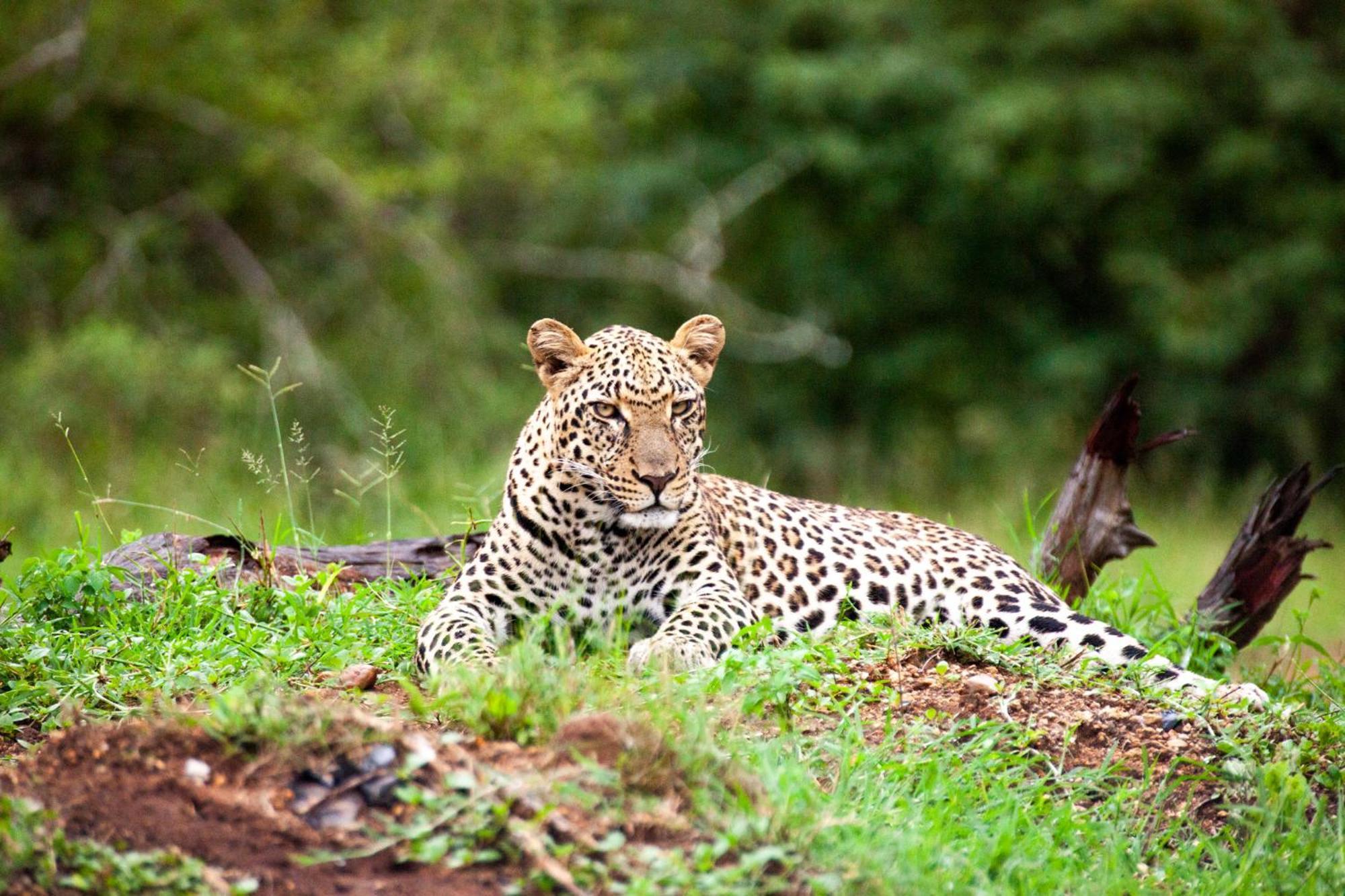 Karongwe Portfolio - Becks Safari Lodge Karongwe Game Reserve Dış mekan fotoğraf