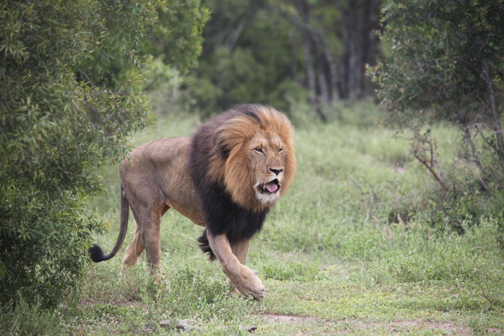 Karongwe Portfolio - Becks Safari Lodge Karongwe Game Reserve Dış mekan fotoğraf