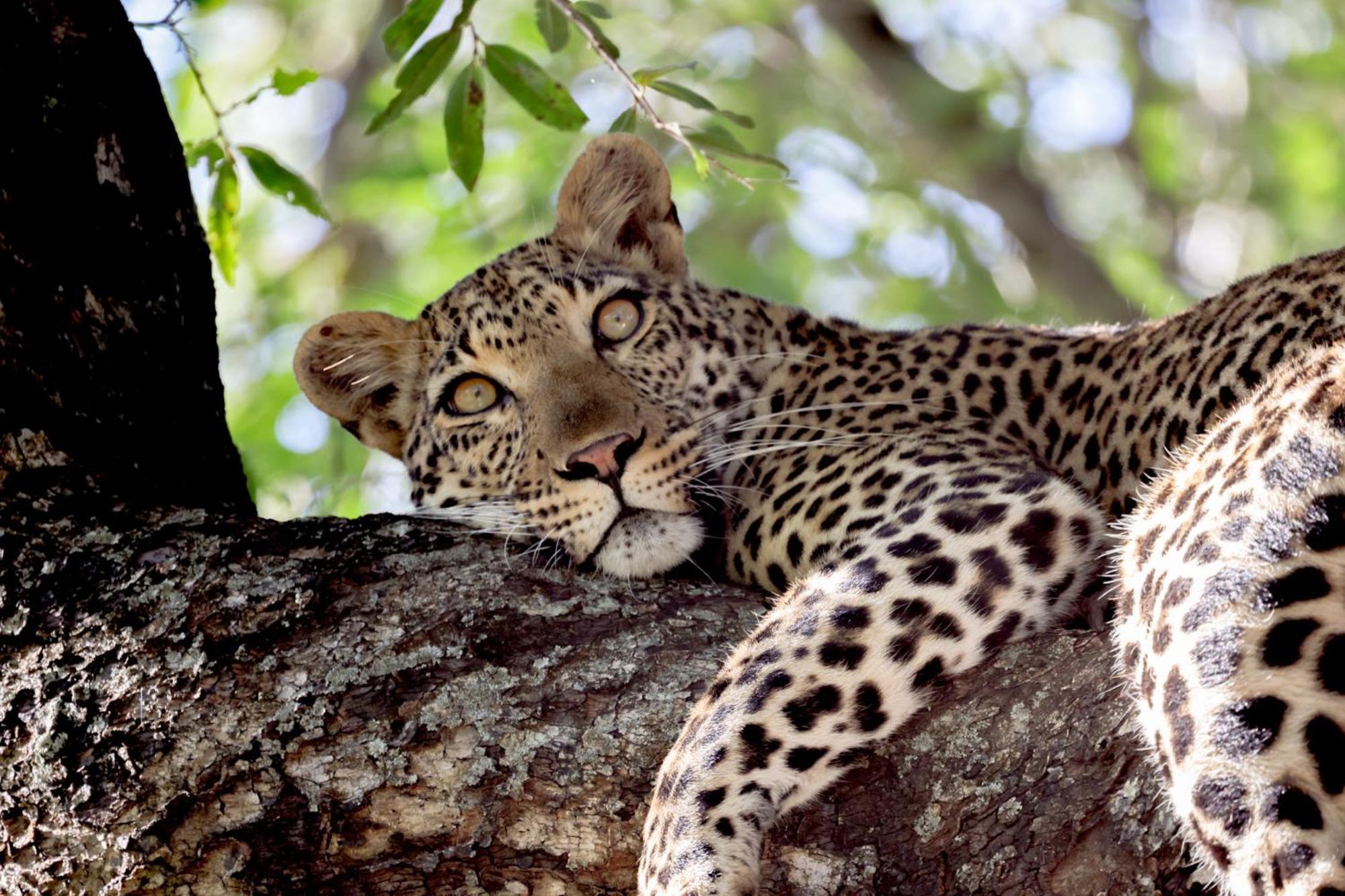 Karongwe Portfolio - Becks Safari Lodge Karongwe Game Reserve Dış mekan fotoğraf
