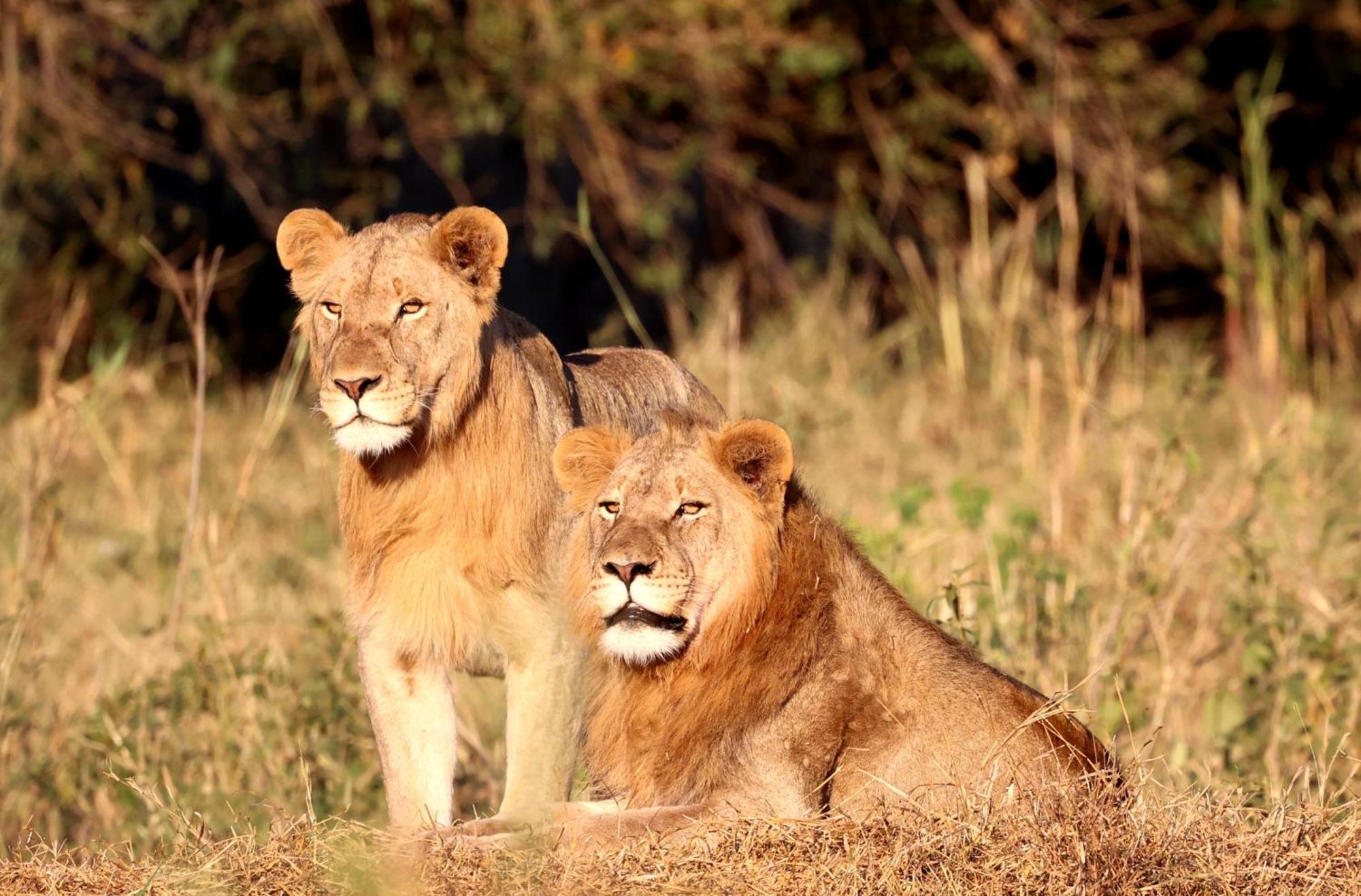 Karongwe Portfolio - Becks Safari Lodge Karongwe Game Reserve Dış mekan fotoğraf