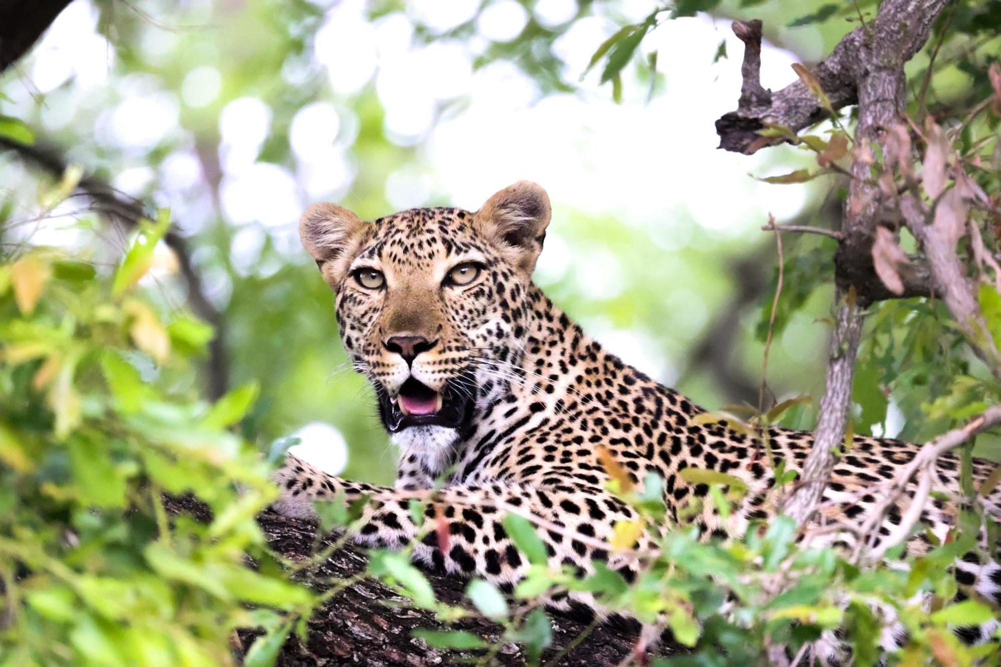 Karongwe Portfolio - Becks Safari Lodge Karongwe Game Reserve Dış mekan fotoğraf