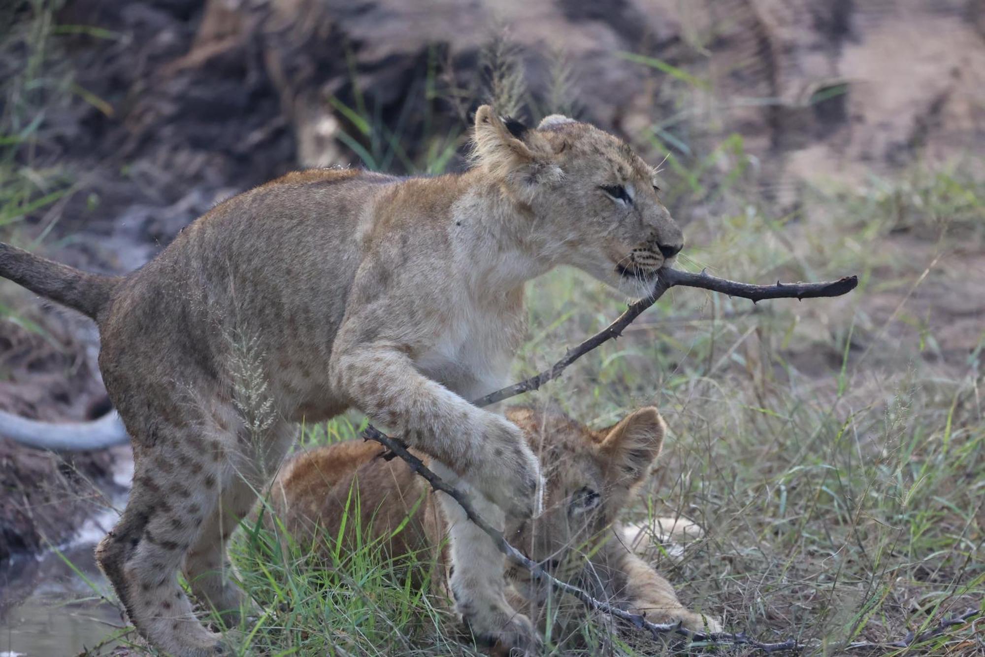 Karongwe Portfolio - Becks Safari Lodge Karongwe Game Reserve Dış mekan fotoğraf