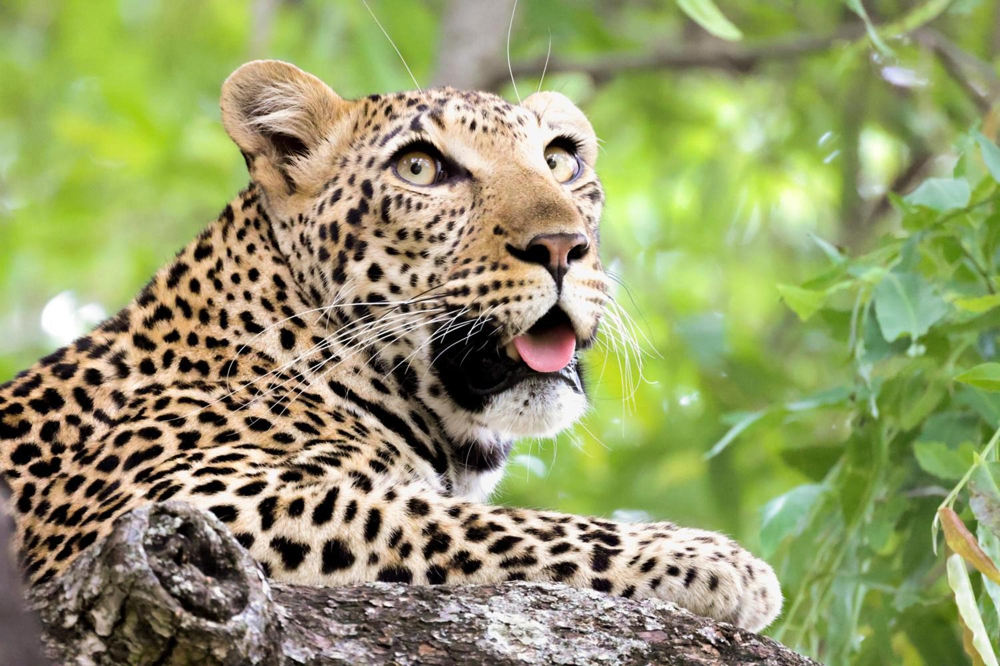 Karongwe Portfolio - Becks Safari Lodge Karongwe Game Reserve Dış mekan fotoğraf